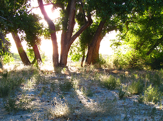 Photo of cottonwood trees in light